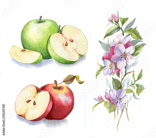 Hand Drawn Watercolor Illustration Of The Green And Red Apples Food And Botanical Drawing Isolated On The White Background Apples Blossom Leaves And Branch Stock Illustration Adobe Stock