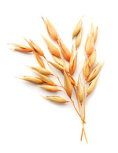 Oat Plant Isolated.