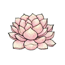 Hand Drawn Watercolor And Ink Pink Succulent Isolated On The White Background