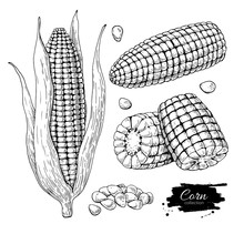 Corn Hand Drawn Vector Illustration Set. Isolated Vegetable Engraved Style Object. Detailed Vegetarian Food