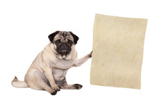 Lovely Cute Pug Puppy Dog Sitting Down, Holding Paper Scroll, Isolated On White Background