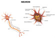 Neuron, nerve cell that is the main part of the nervous system, close up illustration. Cross section detailed anatomy, nucleus and other organelles of the cell.