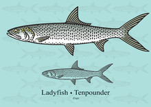 Ladyfish, Tenpounder, Machete. Vector Illustration For Artwork In Small Sizes. Suitable For Graphic And Packaging Design, Educational Examples, Web, Etc.