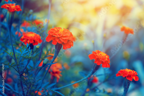 Plakat Aksamitki kwitną pomarańczowe kwiaty. Kwiatowy tło.