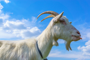 Portrait of a white goat against a bright blue sky 