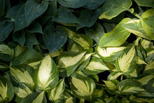 Background: Various Qualities Of Hosta Undulata Plant Of Variegated And Uniform Color, Illuminated By Early Morning Sun Rays, Italy