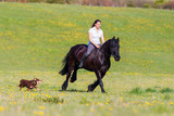 Fototapeta Konie - woman riding a Friesian horse