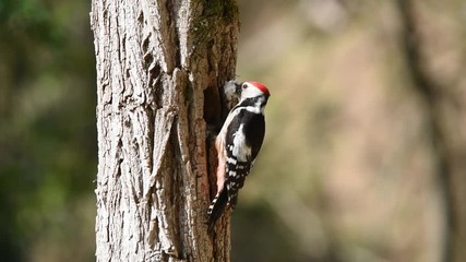 Wall Mural - A middle spotted woodpecker carrying food looks around, enters the nest, feeds the chicks and flies off carrying the waste of the nest