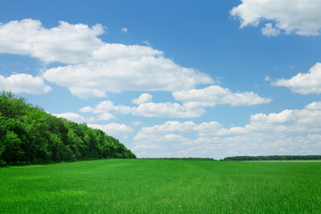 Wall Mural - countryside field and forest