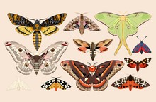 Set Of Moths And Butterflies