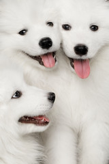 Wall Mural - Close-up Faces of Three White Samoyed Puppies together isolated on Black background, front view