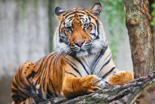 Beautiful And Endangered Female Sumatran Tiger