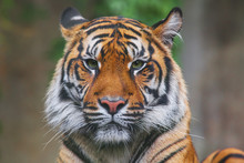 Rare Sumatran Tiger Isolated On Black Background