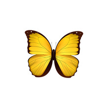 Butterfly Yellow Isolated On White Background. Butterflies Insects Lepidoptera Morpho Amathonte. Emblema Icons Vector Illustration