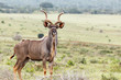 Kudu standing tall between the grass