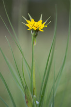 Goat's-beard (Tragopogon Pratensis) Plant In Flower. Plant In The Daisy Family (Asteraceae) With Bright Yellow Flowerheads, Long Bracts And Linear Lanceolate Leaves
