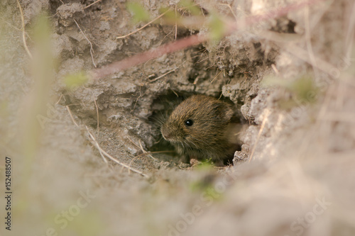 Cuadros en Lienzo Field vole (Microtus agrestis) emerging from hole