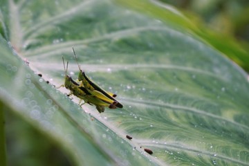 two locusts are together on taro leaf, in the morning