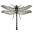 vintage Tier Design Element: detaillierte Zeichnung einer Libelle isoliert auf weißem Hintergrund - perfekt für romantische Sommer Layouts