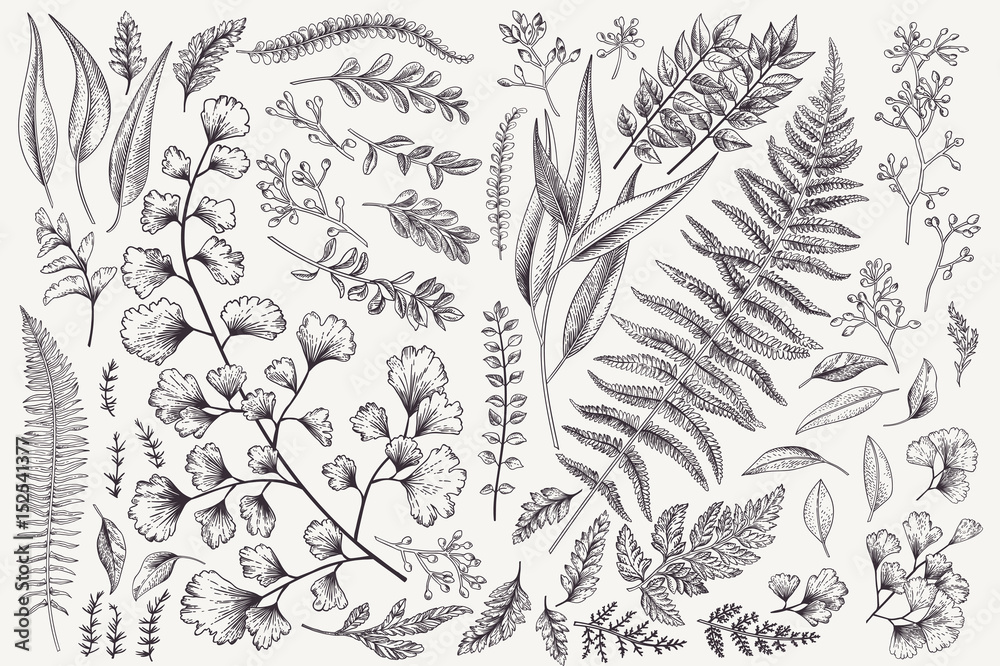 Set with leaves and ferns. - obrazy, fototapety, plakaty 