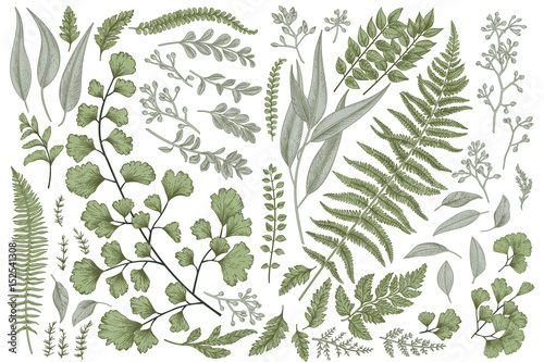 Set with leaves and ferns.