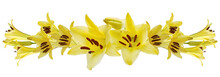 Yellow  Lily  On White Background