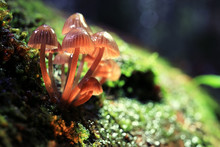 Small Poisonous Mushrooms Toadstool Group Psilocybin