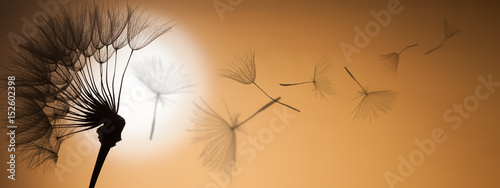 flying dandelion seeds on a sunset background