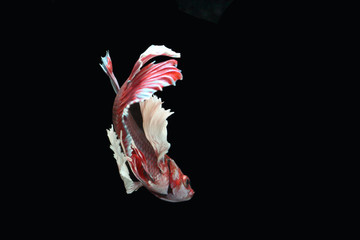 Red fighting fish on a black background.