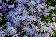 Blossoming Phlox In Forest