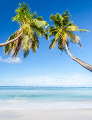 cocotiers penchés sur plage des Seychelles