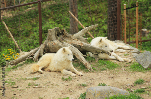 Cuadros en Lienzo two beautiful white arctic wolves (Canis lupus arctos) having rest near the big