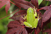 Tree Frog On Japanese Maple Leaf