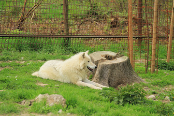 beautiful white arctic wolf (Canis lupus arctos) having rest near the big stump in the ZOO