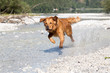 © Fotoliesl - Golden Retriever läuft durch kleinen Bach
