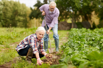 Canvas Print - senior couple planting potatoes at garden or farm