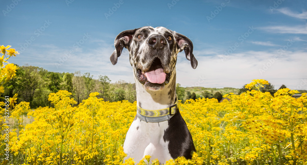 Dog In Flowers - obrazy, fototapety, plakaty 