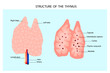 Anatomy of the thymus gland. Structure of the thymus.