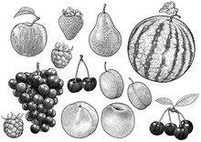 Fruit Collection Illustration, Drawing, Engraving, Ink, Line Art, Vector

