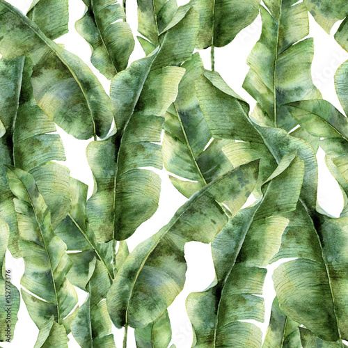 akwarela-wzor-z-lisci-palmy-bananowe-recznie-malowany-egzotyczny-oddzial-zieleni-zwrotnik-roslina-odizolowywajaca-na-bialym