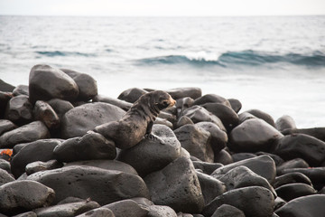 Close-up of a Galapagos sea lion perched on grey rocks