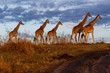 Giraffes in the Masai Mara National Reserve in Kenya