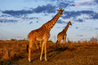 Giraffes with morning clouds in the Masai Mara National Reserve in Kenya