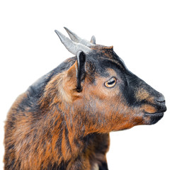 Wall Mural - Beautiful, cute, young brown goat isolated on white background. Farm animals. Funny goat try to kiss someone. Goat on farm isolated on white