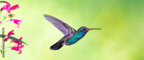 Fotografía Broad-billed Hummingbird in flight