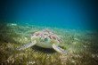 Sea turtle eating sea grass in harbor of St. John, Virgin Islands