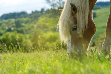 horse grazing in a pasture with grass