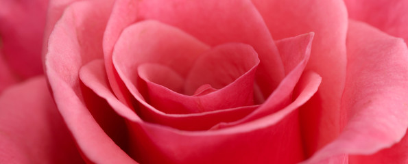 Wall Mural - Pink rose macro