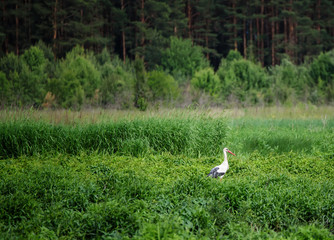 White stork bird in the meadow near forest, natural outdoor landscape