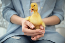 Woman With Cute Funny Duckling, Closeup
